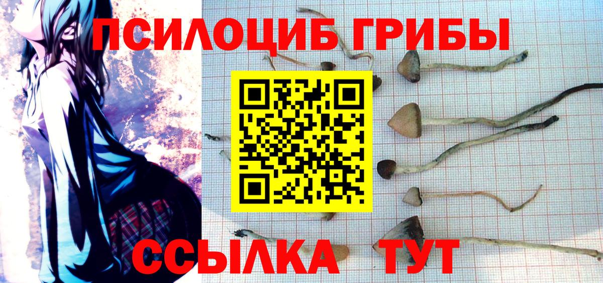 Балтийск  Псилоцибиновые грибы прущие грибы  Вход с VPN  Псилоцибиновые грибы Psilocybe 